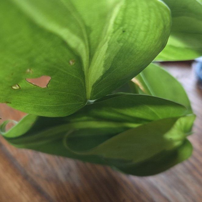 Photo of the plant species Canada Mayflower by @CosmicMira62 named Sigmund on Greg, the plant care app