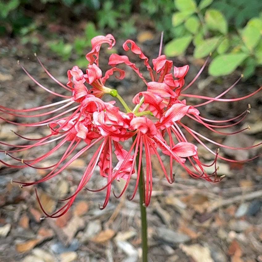 Photo of the plant species Hell Flower by @DirectCorncob74 named Kardashian on Greg, the plant care app