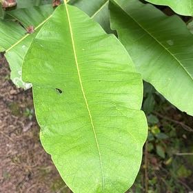 Photo of the plant species Umbrella Magnolia by @DirectCorncob74 named Osmo on Greg, the plant care app