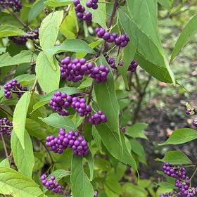 Photo of the plant species Purple Beautyberry by @DirectCorncob74 named Khaleesi on Greg, the plant care app