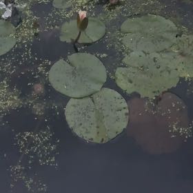 Photo of the plant species American White Waterlily by @DirectCorncob74 named Sonora on Greg, the plant care app