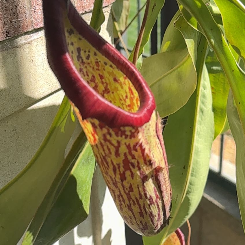 Photo of the plant species Nepenthes Mirabilis by @DirectCorncob74 named Dax on Greg, the plant care app