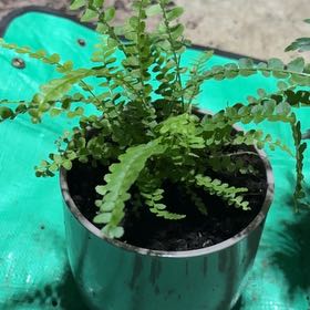 Photo of the plant species lemon butter fern by @DirectCorncob74 named Bodhi on Greg, the plant care app
