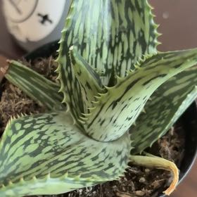 Photo of the plant species Aloe harlana by @DirectCorncob74 named ChloroPhil on Greg, the plant care app