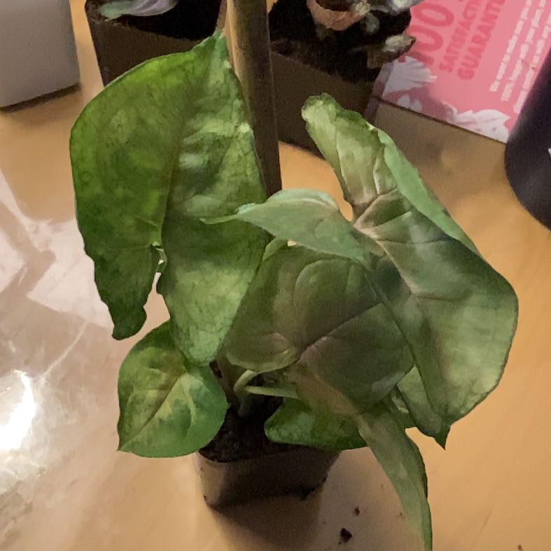 Photo of the plant species Sygonium Orm Nak by @GemPeachtree75 named Alexa on Greg, the plant care app