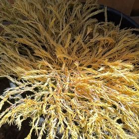 Photo of the plant species California Sunset Coleonema by @HighOnionweed75 named Girlfrond on Greg, the plant care app