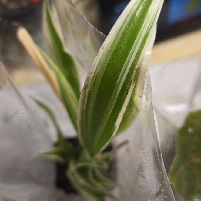 Photo of the plant species Common Oat by @PromptBoneset67 named Sir Plancelot on Greg, the plant care app