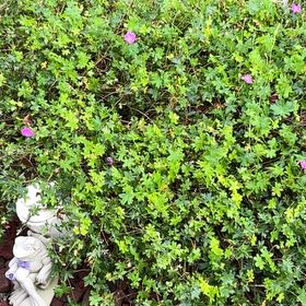 Photo of the plant species Mile-a-Minute Vine by @DreamyPalqui21 named Eva on Greg, the plant care app
