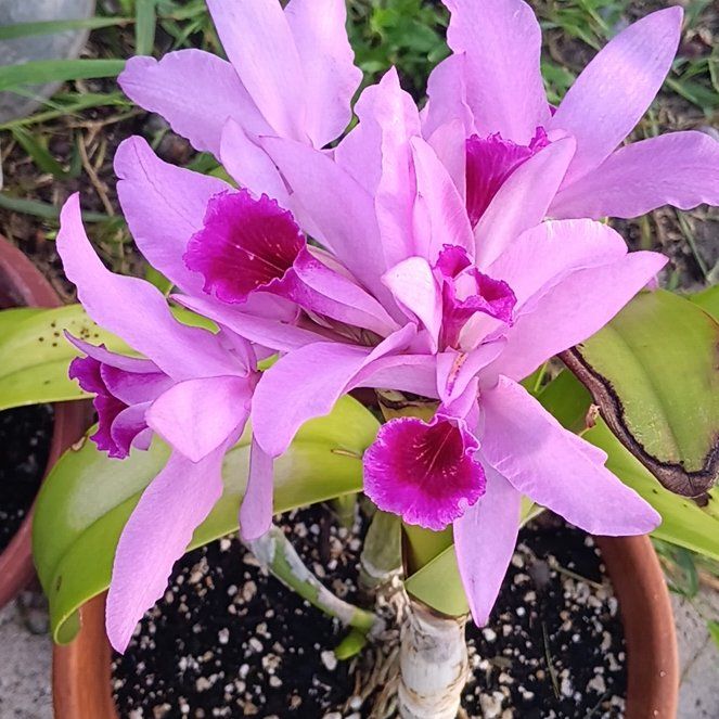 Photo of the plant species Mayflower Orchid by @ExaltedHedera89 named Tupot amaroot on Greg, the plant care app