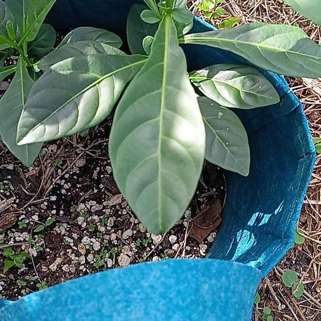 Photo of the plant species Twoleaf Nightshade by @ExaltedHedera89 named Treeyoncé on Greg, the plant care app