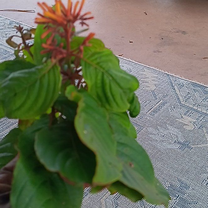 Photo of the plant species Scarlet Bush by @ExaltedHedera89 named Dolores on Greg, the plant care app