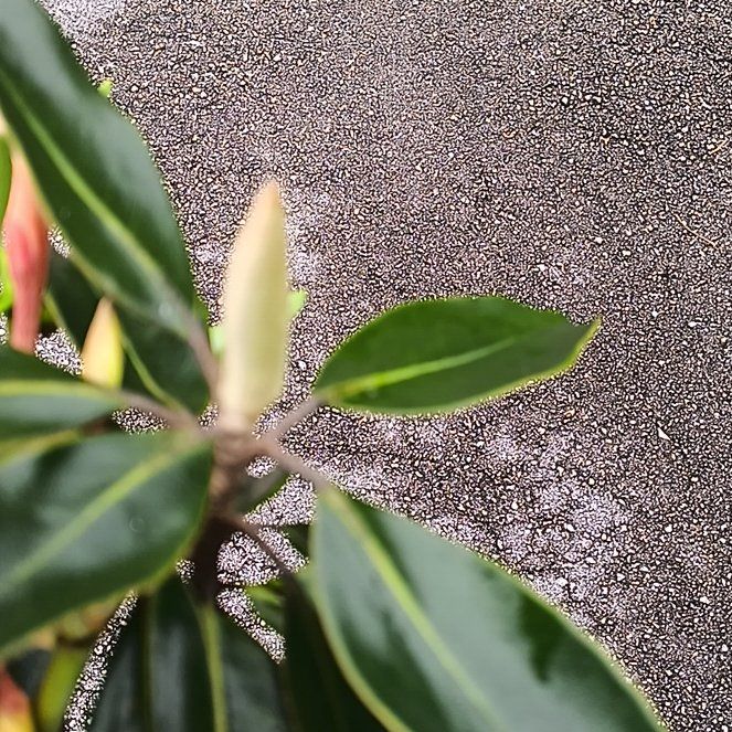 Photo of the plant species Red Mangrove by @ExaltedHedera89 named Sanders on Greg, the plant care app