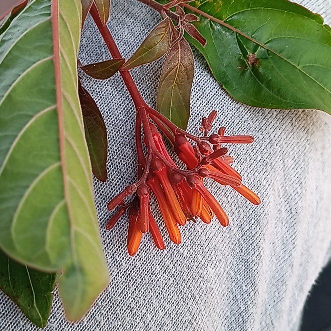 Photo of the plant species Scarlet Bush by @ExaltedHedera89 named Homer on Greg, the plant care app
