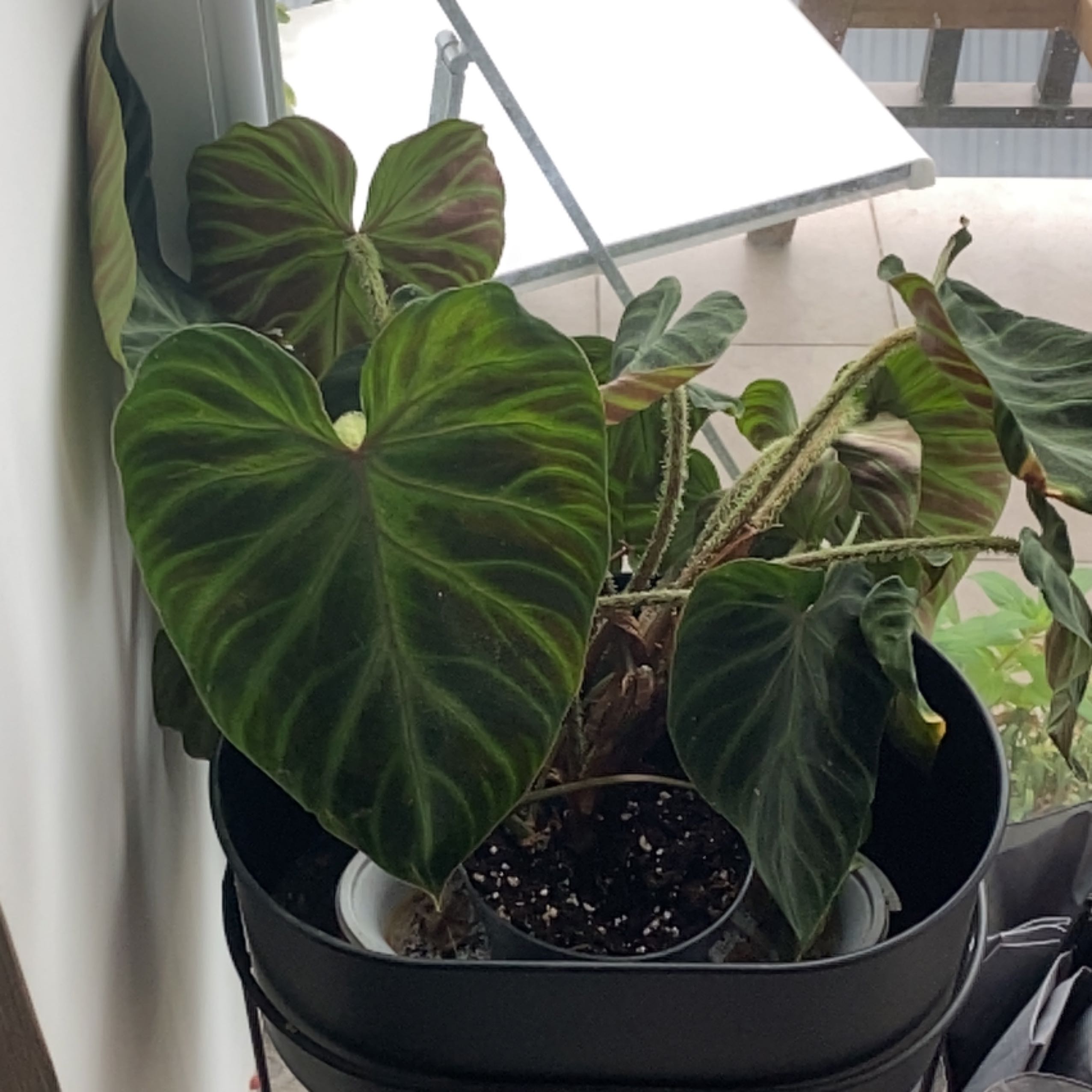 Photo of the plant species Philodendron 'Verrucosum' by @TidyFrogbit85 named Orlando Bloom on Greg, the plant care app