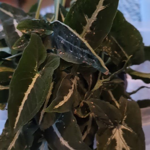 Photo of the plant species Black Velvet Syngonium by @GreatWildlime76 named Daphne on Greg, the plant care app