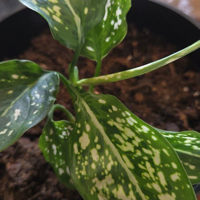 Photo of the plant species Aglaonema commutatum 'Variegata' by @PerkyMakura1 named Elle on Greg, the plant care app
