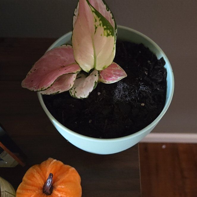 Photo of the plant species Aglaonema Spitfire by @PerkyMakura1 named Oscar on Greg, the plant care app