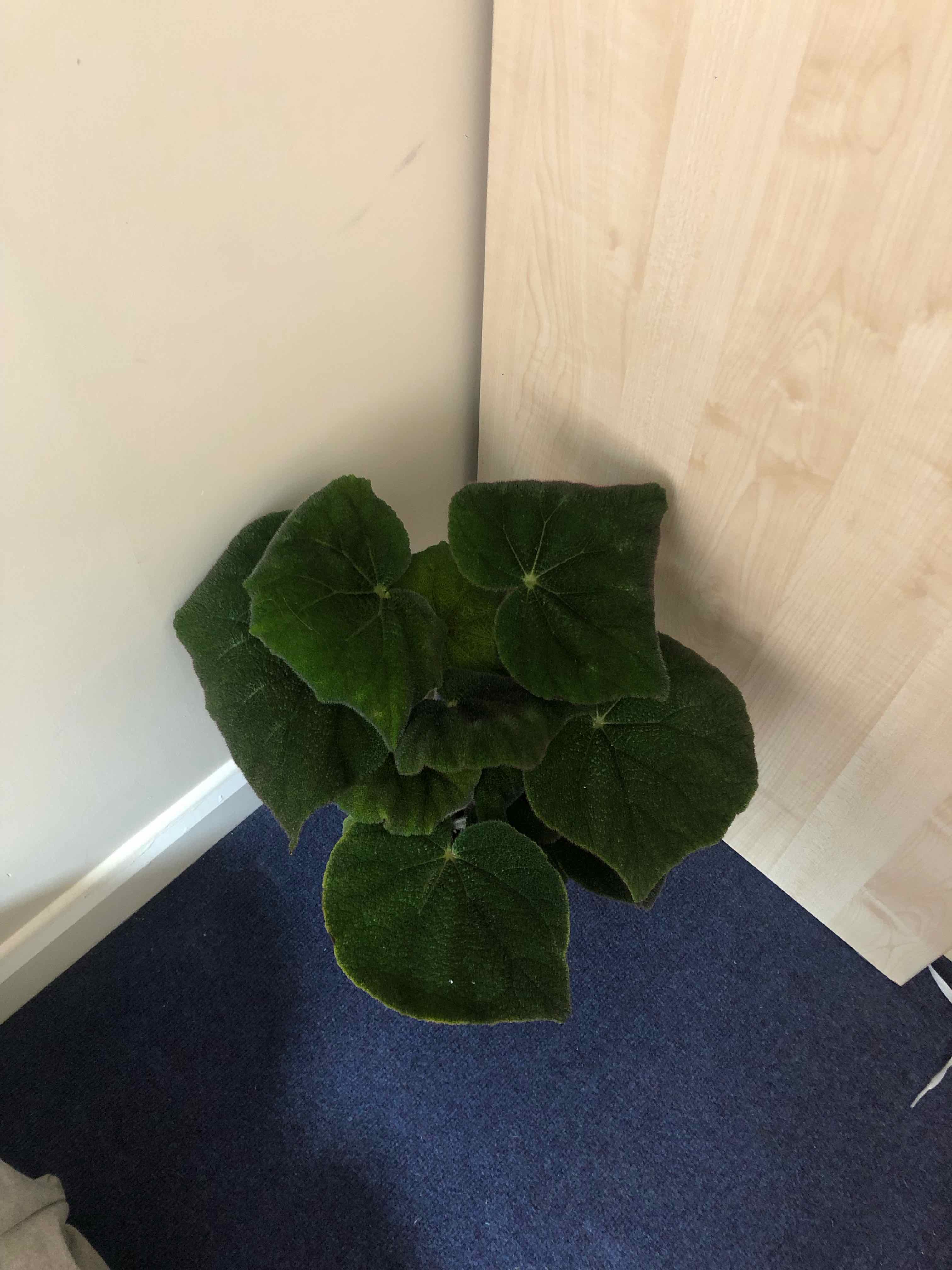 Iron Cross Begonia plant with large, green leaves, well-maintained and healthy.