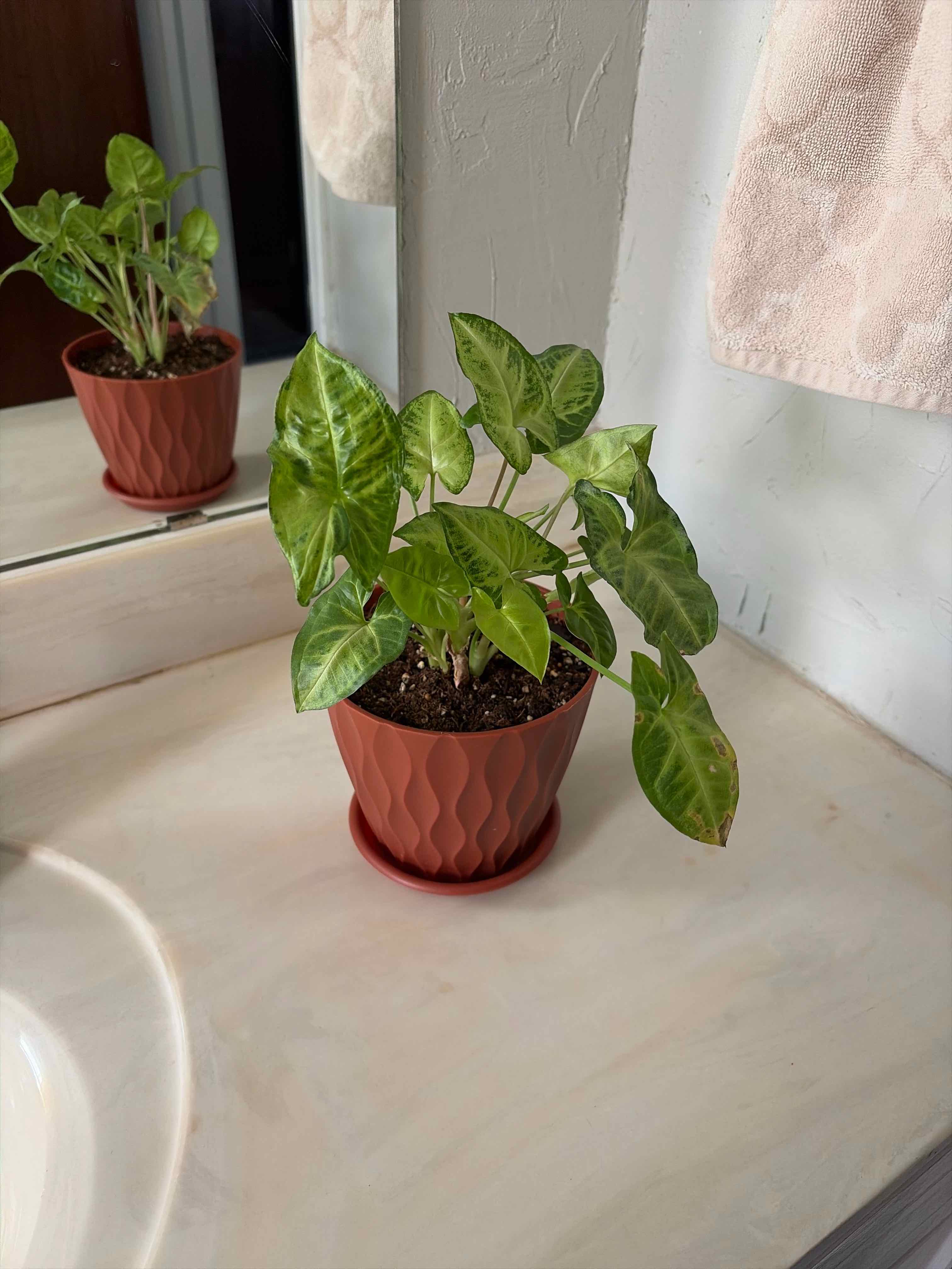 Photo of the plant species Syngonium 'Cream' by @ellebby named Sienna on Greg, the plant care app