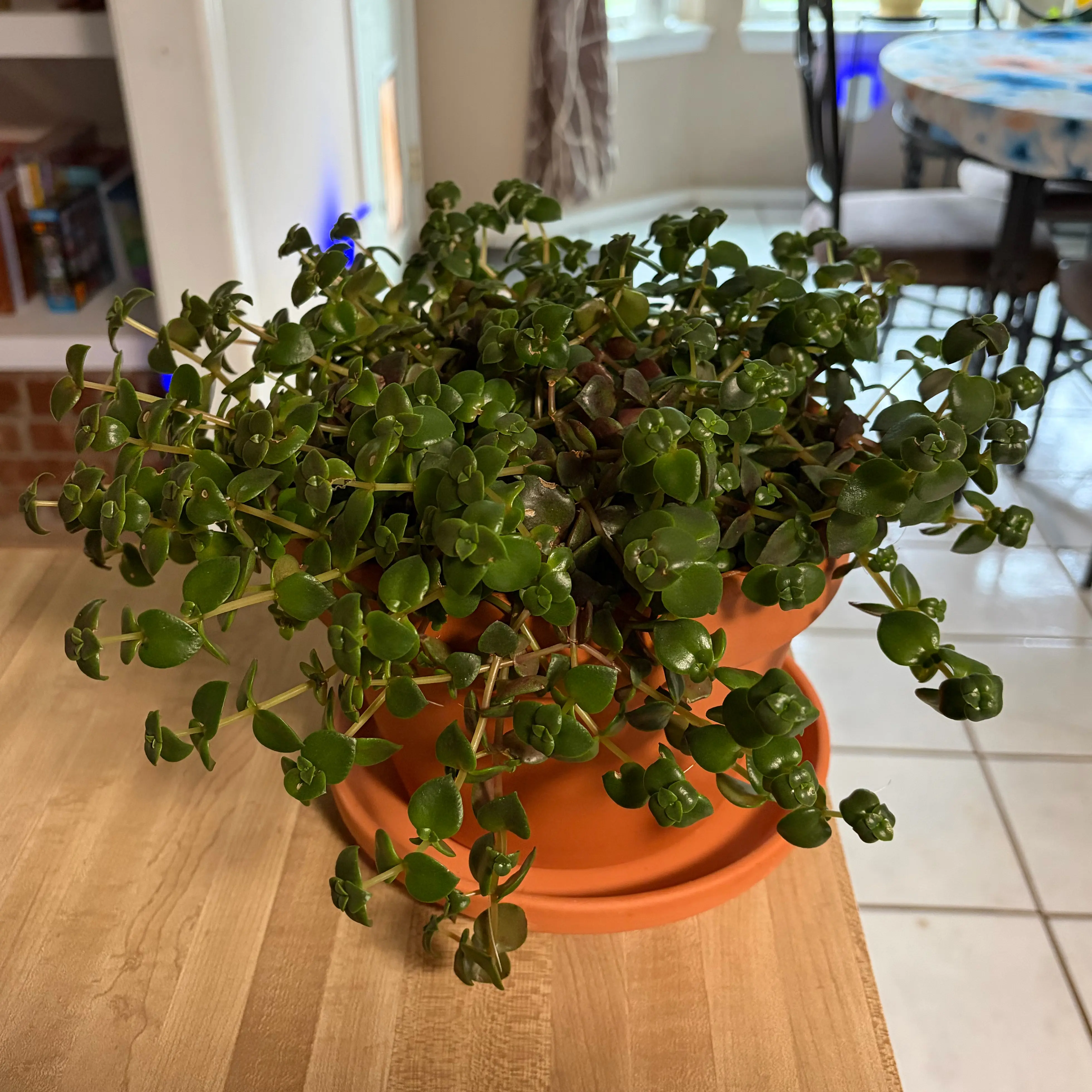 Photo of the plant species Crassula marginalis by @ellebby named Tom on Greg, the plant care app