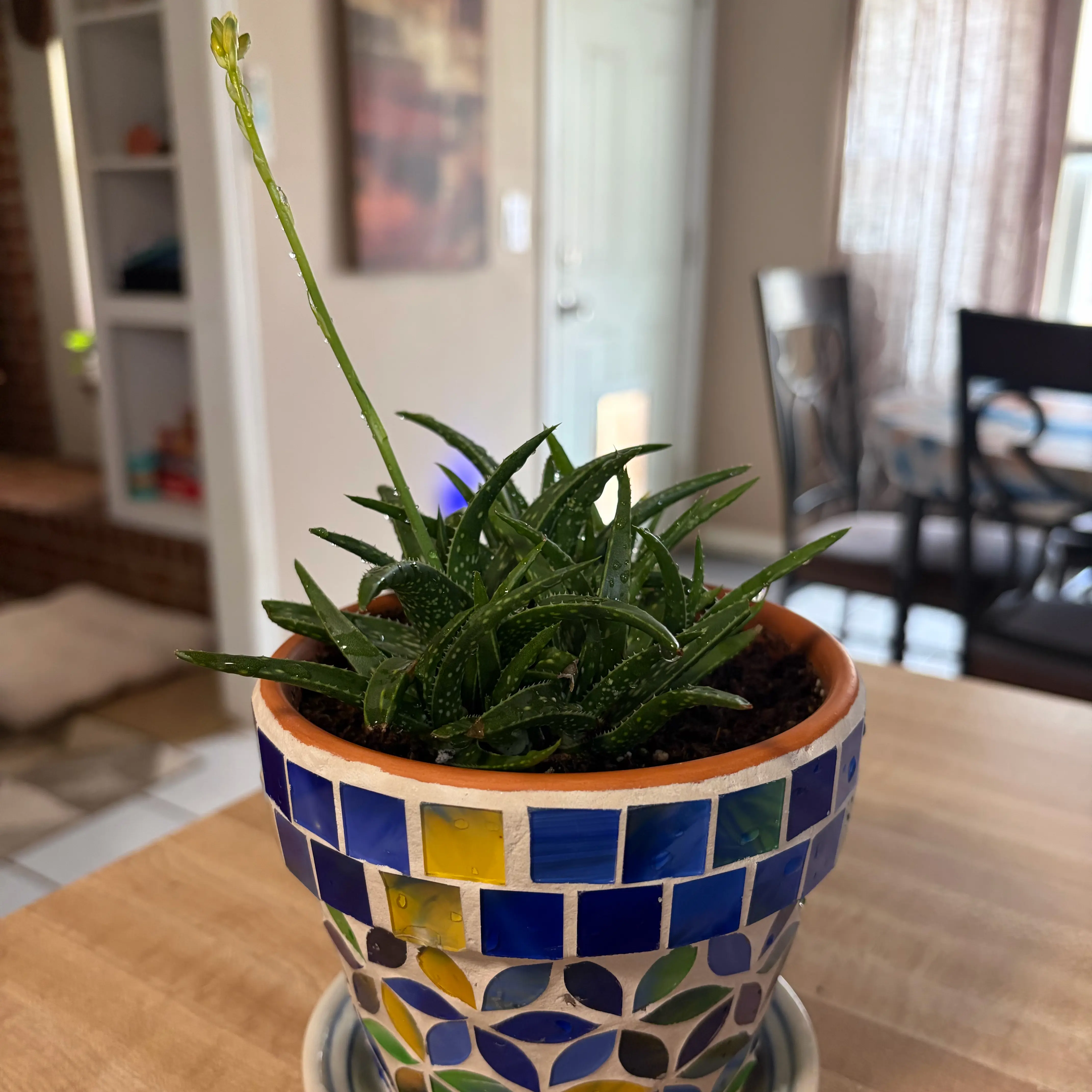 Photo of the plant species Aloe 'Firebird' by @ellebby named Phoenix on Greg, the plant care app
