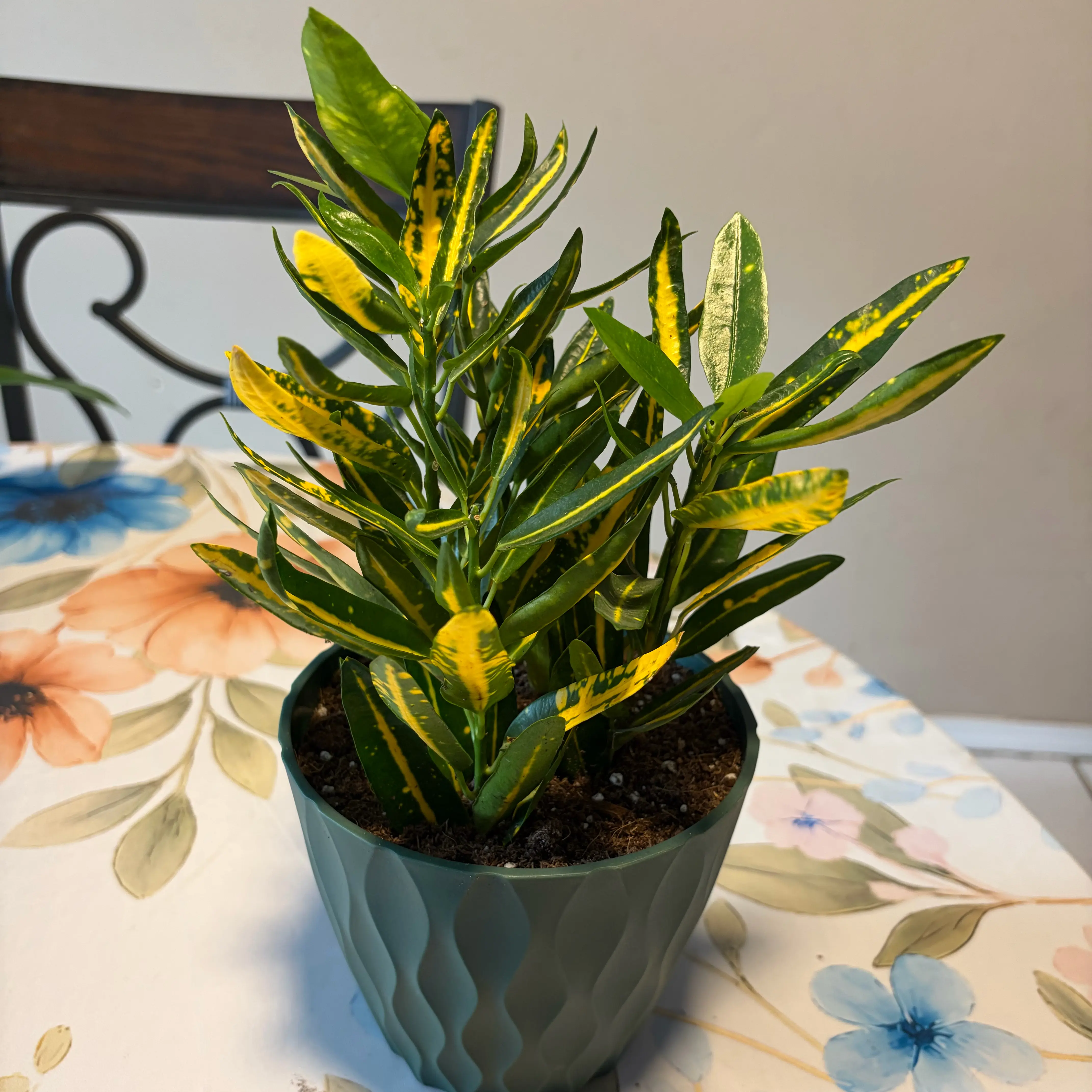 Photo of the plant species Sunny Star Croton by @ellebby named Sonny on Greg, the plant care app