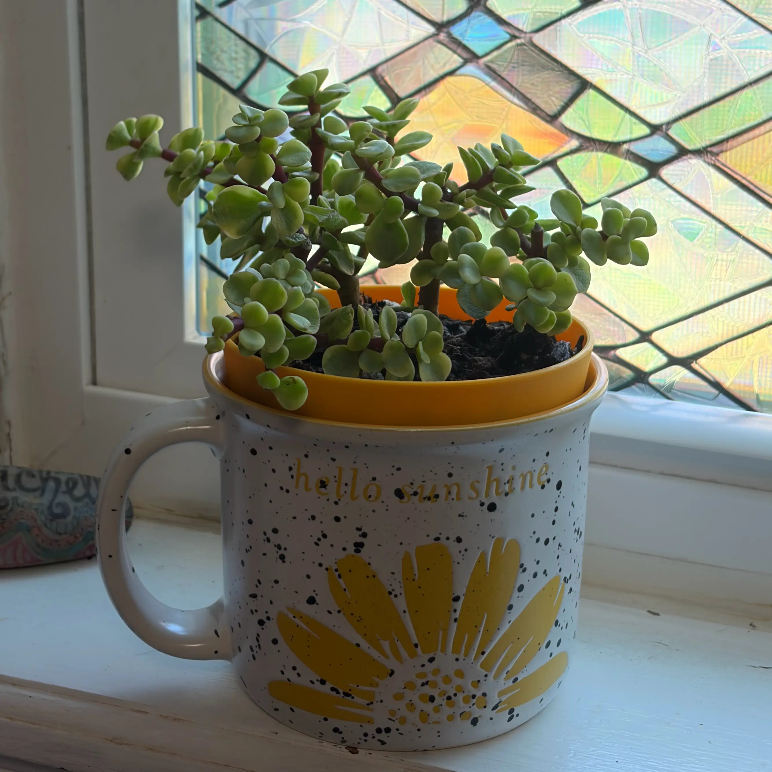 Photo of the plant species Portulacaria afra 'Jubilee' by @ellebby named Jujubee on Greg, the plant care app
