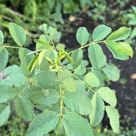 Photo of the plant species California Wildrose by @LovingMedeola56 named Stella on Greg, the plant care app
