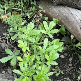 Photo of the plant species Sulphur Cinquefoil by @LovingMedeola56 named Shakira on Greg, the plant care app