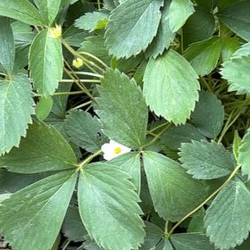 Photo of the plant species Scarlet Strawberry by @LovingMedeola56 named Sir Plancelot on Greg, the plant care app