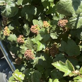 Photo of the plant species Eastern Ninebark by @LovingMedeola56 named Clooney on Greg, the plant care app