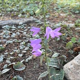 Photo of the plant species Rampion Bellflower by @LovingMedeola56 named Dolores on Greg, the plant care app