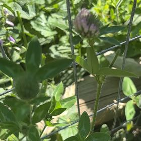 Photo of the plant species Red Clover by @LovingMedeola56 named Aria on Greg, the plant care app