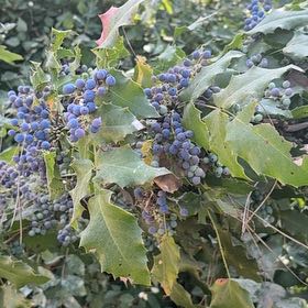 Photo of the plant species Oregon Grape by @LovingMedeola56 named Sol on Greg, the plant care app