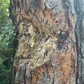 Photo of the plant species Swiss Pine by @LovingMedeola56 named Einstein on Greg, the plant care app