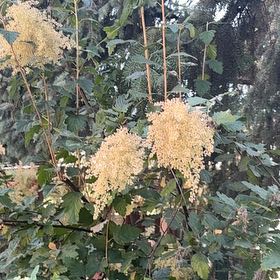 Photo of the plant species Arrowwood Viburnum by @LovingMedeola56 named Sahara on Greg, the plant care app