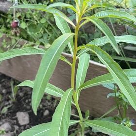 Photo of the plant species Tall Tickseed by @LovingMedeola56 named Zion on Greg, the plant care app