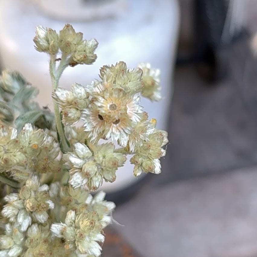 Photo of the plant species Jersey Cudweed by @LovingMedeola56 named Hemingway on Greg, the plant care app