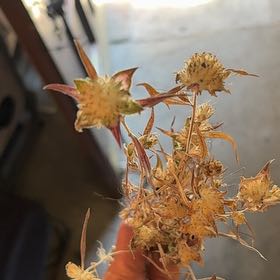 Photo of the plant species Spearleaf Stonecrop by @LovingMedeola56 named Gaga on Greg, the plant care app
