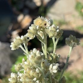Photo of the plant species Jersey Cudweed by @LovingMedeola56 named Baesil on Greg, the plant care app