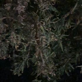 Photo of the plant species Common Smoothcap Moss by @LovingMedeola56 named Pax on Greg, the plant care app