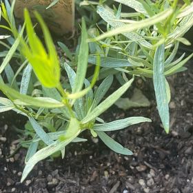 Photo of the plant species French Tarragon by @TotalGuzmania37 named Tarragon on Greg, the plant care app