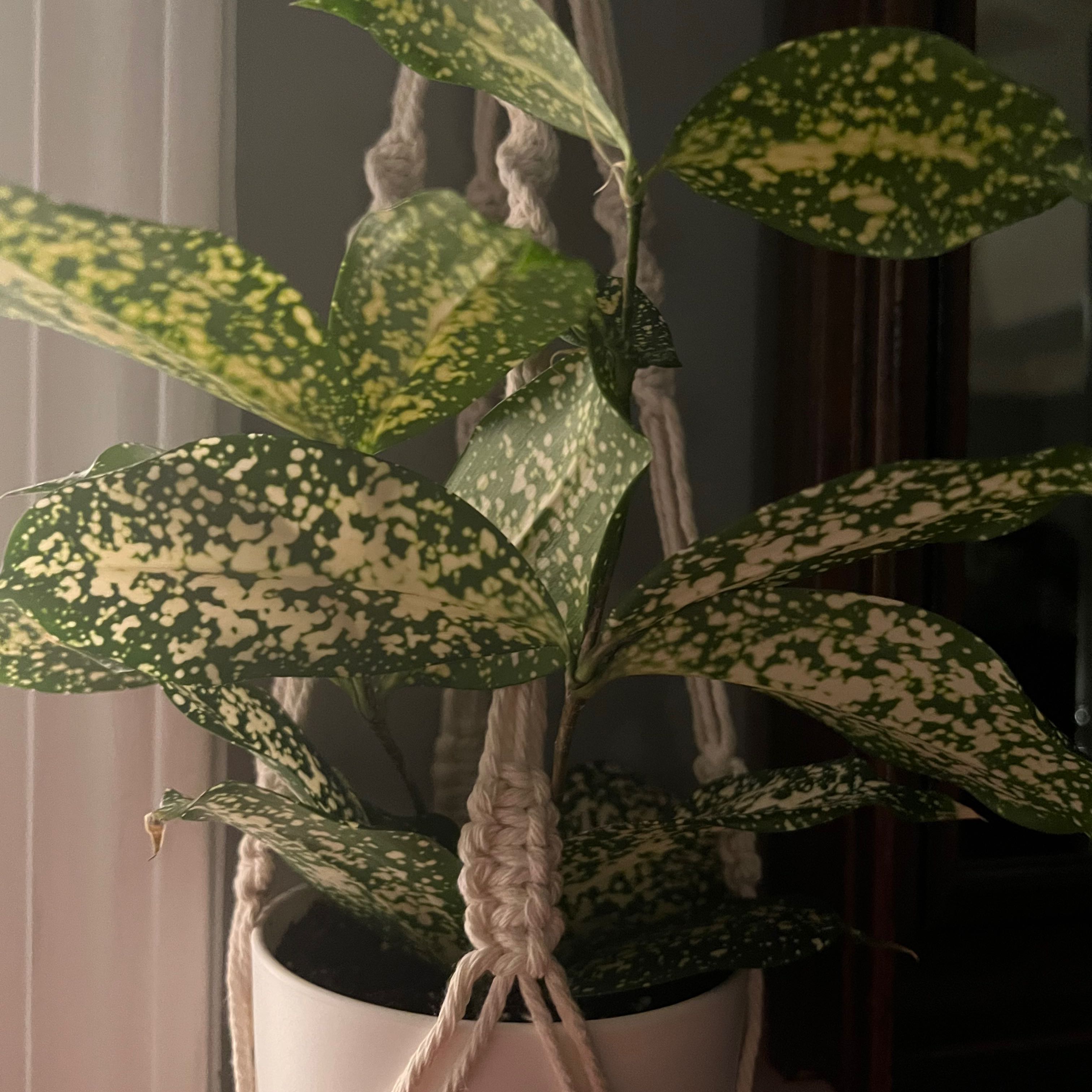 Photo of the plant species Gold Dust Dracaena by @Black-thumb named Fleetwood on Greg, the plant care app