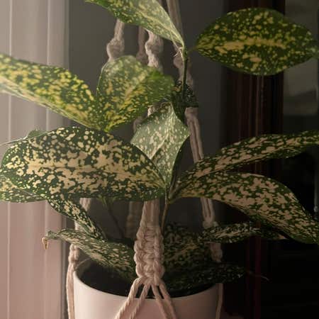 Photo of the plant species Gold Dust Dracaena by Black-thumb named Fleetwood on Greg, the plant care app