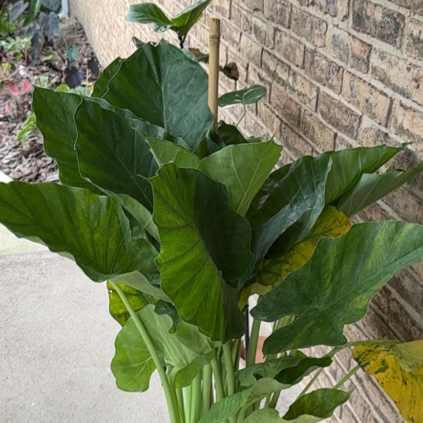 Photo of the plant species Elephant ear by @VastMarestail89 named Mando on Greg, the plant care app