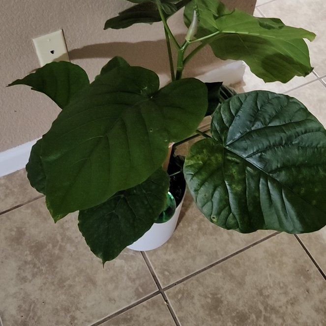 Photo of the plant species Tamarillo by @QuesterClusia44 named Fernie Mercury on Greg, the plant care app