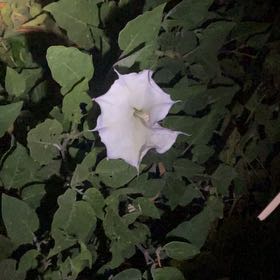 Photo of the plant species Sacred Datura by @YearnFoDaBush named Austen on Greg, the plant care app