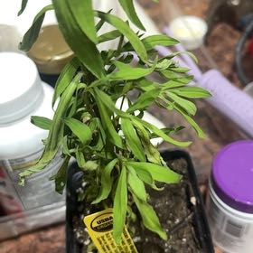 Photo of the plant species Marigold 'Mexican Mint' by @IntenselyMoss79 named Elle on Greg, the plant care app