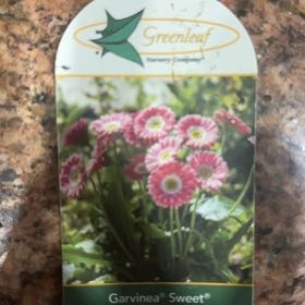 Photo of the plant species Gerbera Daisy by @IntenselyMoss79 named Garvinea Sweet Memories on Greg, the plant care app