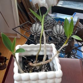 Photo of the plant species Dendrobium Hybrid by @FreeCorn7 named Orchid on Greg, the plant care app